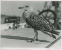 Image of Young Blackback Gull